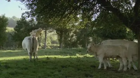 Bovines / A Cow's Life - by Emmanuel Gras (2011)