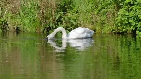 Wild Britain S01E04