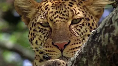 BBC - Natural World: The Secret Leopards (2010)