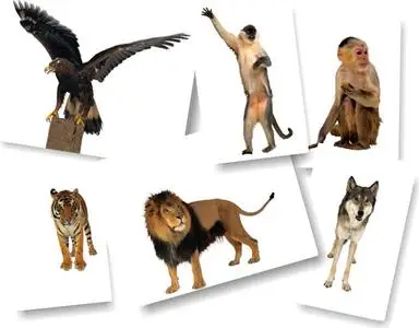 Photodisc Object Series 021 - Animals