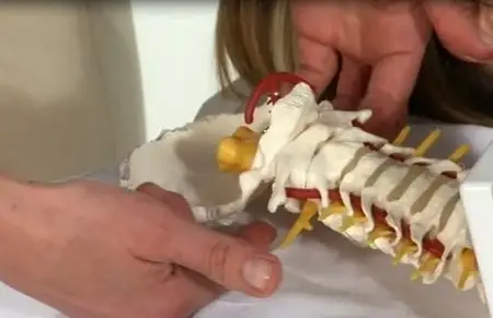 Diagnosis-Specific Orthopedic Management of the Upper Cervical Spine & Headaches