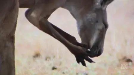 ABC - Australia Remastered: Wild Australians (2020)