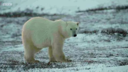 BBC - Life in Polar Bear Town with Gordon Buchanan (2016)