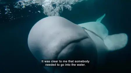 BBC - Secrets of the Spy Whale (2024)