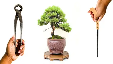 Advanced Bonsai Course