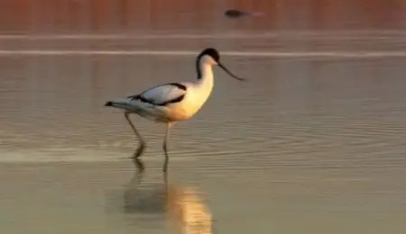 BBC - Secret Life of Birds (2012)
