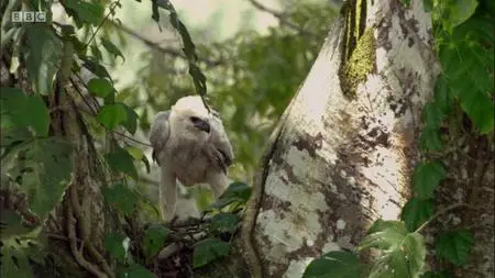 BBC - Natural World: The Monkey-Eating Eagle of the Orinoco (2010)
