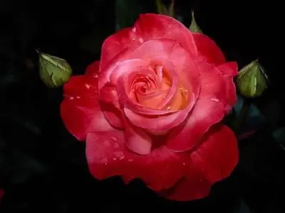 Beautiful Roses - HQ Wallpapers Collection