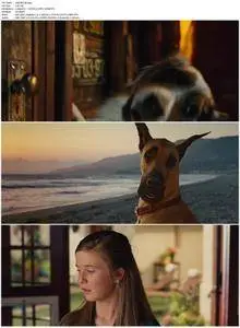 Marmaduke (2010)