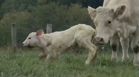 Bovines / A Cow's Life - by Emmanuel Gras (2011)