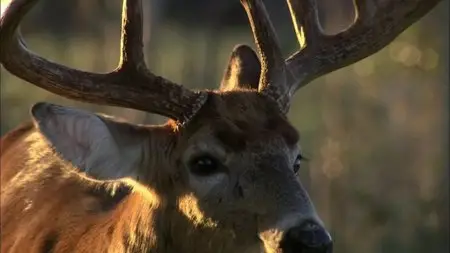 PBS Nature - The Private Life of Deer (2013)