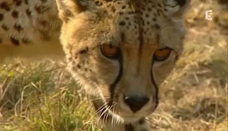 (Fr5) Les sept seigneurs de la savane (2011)