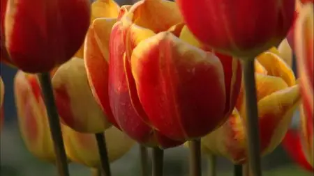 PBS The Botany of Desire (2009)
