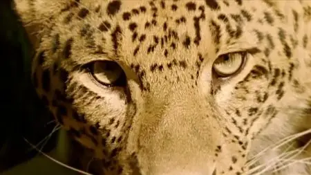BBC - Natural World: The Secret Leopards (2010)