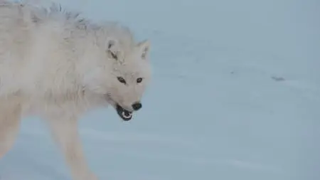 PBS Nature - Dogs in the Wild: Meet the Family (2023)