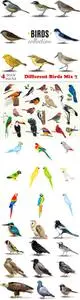 Vectors - Different Birds Mix 7