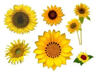 Sunflowers - PNG Clipart for Photoshop 