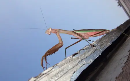 Different kinds of insects