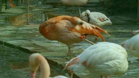 BBC - Britain on Film: Animal Magic (2013)