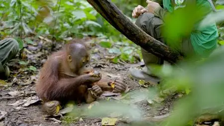 PBS - Nature: Protecting Primates (2020)