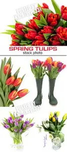 Tulips 4