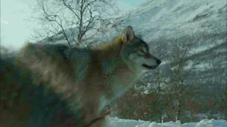 PBS Nature - Snowbound: Animals of Winter (2017)
