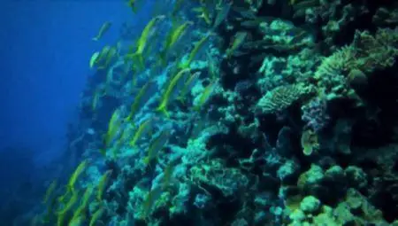 Autentic - Jacques Cousteau's Legacy (2013)