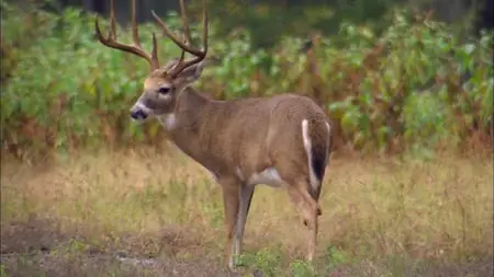 PBS Nature - The Private Life of Deer (2013)