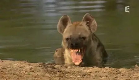 (Fr5) Les sept seigneurs de la savane (2011)