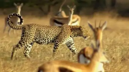 BBC - Natural World: The Secret Leopards (2010)