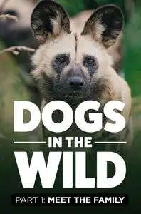 PBS Nature - Dogs in the Wild: Meet the Family (2023)