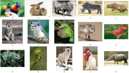 Unreal Animal Pictures Wallpaper