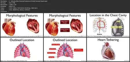 Cardiac Anatomy & Physiology