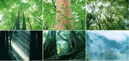 Datacraft Sozaijiten Vol. 134 - Forests & Light Falling Through Trees