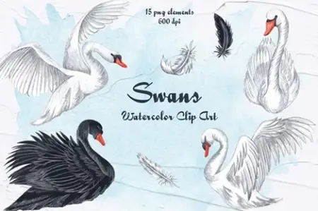 Envato - Swans Watercolor Clipart - XMT3VF4