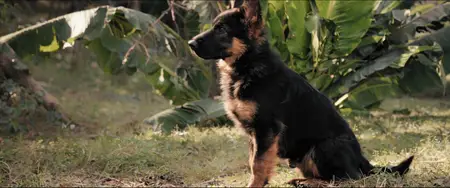 A Breed Apart (2025)