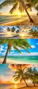 Stock Photo - Tropical Palms