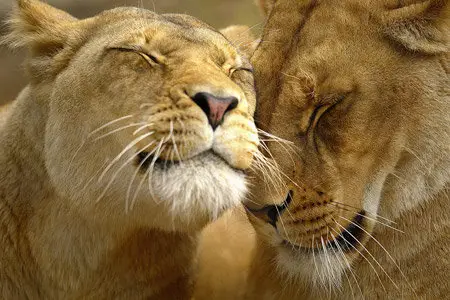 Wallpapers - Animal Affection