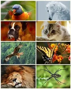 SuperPack Beautiful Animals HD Wallpapers #2
