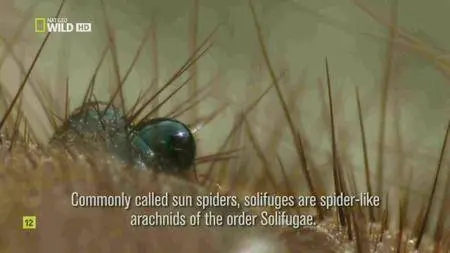 National Geographic - Incredible Spiders (2016)