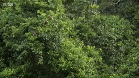 BBC - Natural World: The Monkey-Eating Eagle of the Orinoco (2010)
