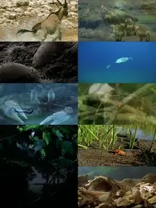 PBS - Triumph of Life: The Eternal Arms Race (2009)