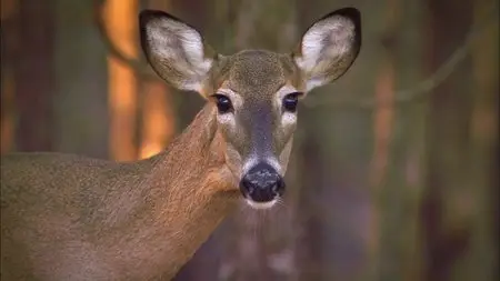 PBS Nature - The Private Life of Deer (2013)