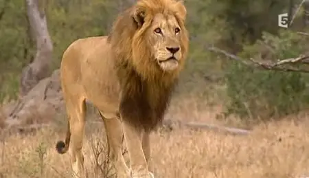 (Fr5) Les sept seigneurs de la savane (2011)