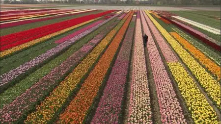PBS The Botany of Desire (2009)