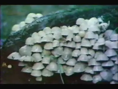 Fungi: The Rotten World About Us (1980)