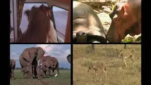 National Geographic Wild Premiere Bizarre Animal Friends