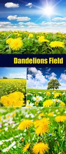 Stock Photo - Dandelions Field