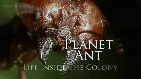 BBC - Planet Ant: Life Inside the Colony (2013) [repost]