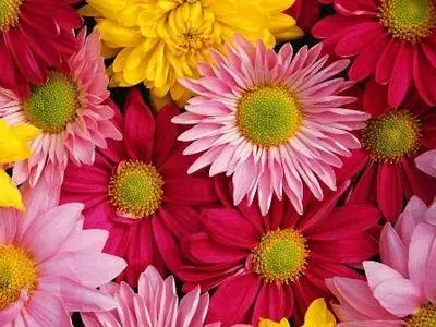 Beautiful Flowers